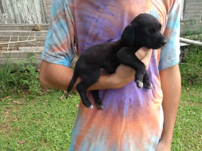 Cachorro ra a SRD idade 2 a 6 meses nome Companheiro
