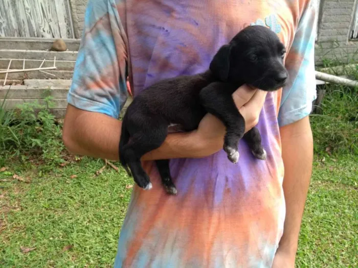 Cachorro ra a SRD idade 2 a 6 meses nome Companheiro