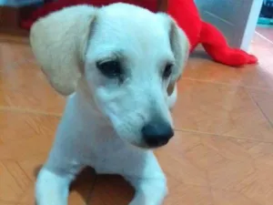 Cachorro raça vira-lata idade 2 a 6 meses nome Mel