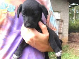 Cachorro raça SRD idade 2 a 6 meses nome Companheiro