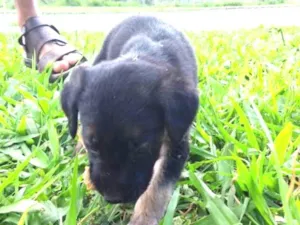 Cachorro raça SRD idade 2 a 6 meses nome Coragem