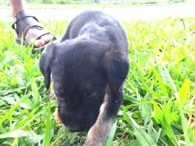 Cachorro ra a SRD idade 2 a 6 meses nome Coragem