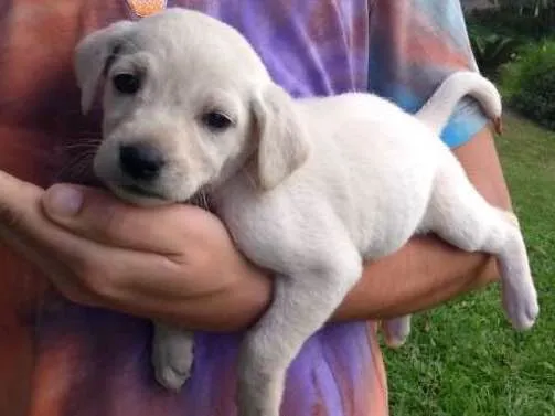 Cachorro ra a SRD idade 2 a 6 meses nome Tapioca