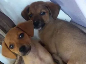 Cachorro raça Vira lata idade 2 a 6 meses nome Sem nome