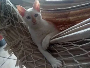 Gato raça  idade 2 a 6 meses nome Caio