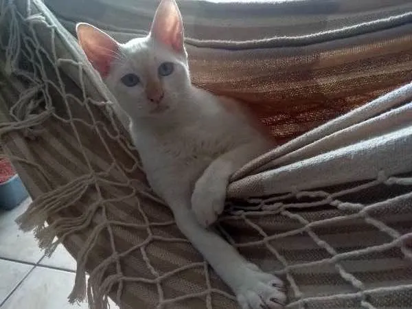 Gato ra a  idade 2 a 6 meses nome Caio