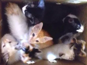 Gato raça SRD idade 2 a 6 meses nome varios