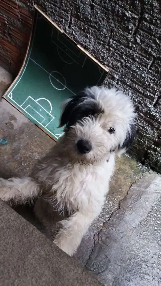 Cachorro ra a Indefinida idade 1 ano nome Belinha