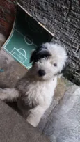 Belinha