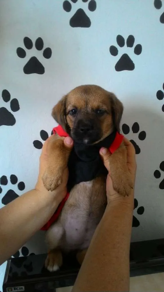 Cachorro ra a Srd idade Abaixo de 2 meses nome Atena