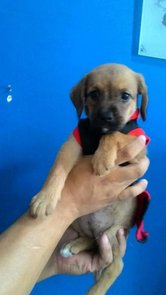 Cachorro ra a Srd idade Abaixo de 2 meses nome Atena