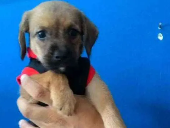 Cachorro ra a Srd idade Abaixo de 2 meses nome Atena