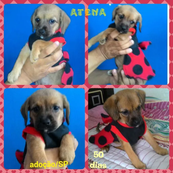 Cachorro ra a Srd idade Abaixo de 2 meses nome Atena