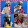 Atena