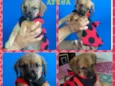 Atena