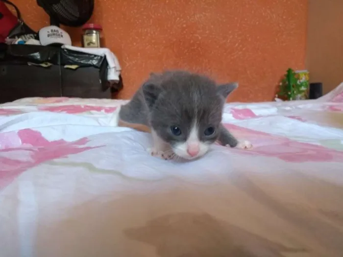 Gato raça  idade 2 a 6 meses nome Não tem