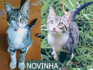 Gato raça Srd idade 2 a 6 meses nome Sem nome