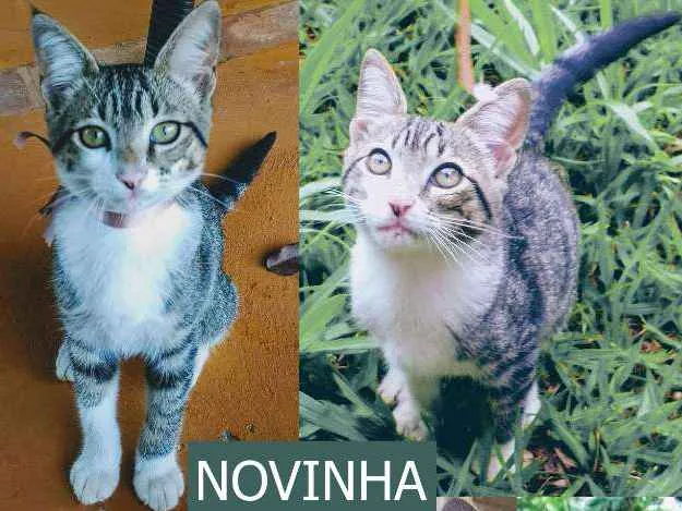 Gato ra a Srd idade 2 a 6 meses nome Sem nome