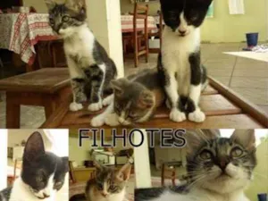 Gato raça  idade Abaixo de 2 meses nome Gato