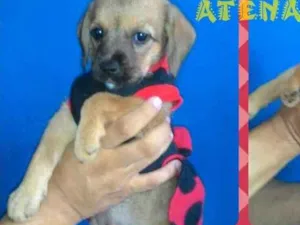 Cachorro raça Srd idade Abaixo de 2 meses nome Atena