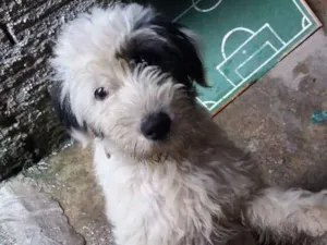 Cachorro raça Indefinida idade 1 ano nome Belinha