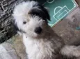Belinha