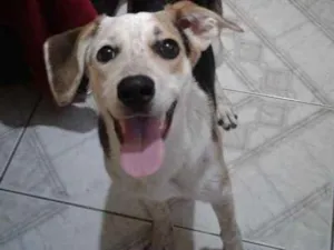 Cachorro raça vira lata idade 7 a 11 meses nome panda