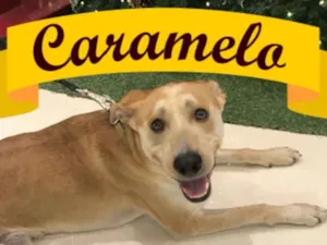 Cachorro raça SRD idade 2 anos nome Caramelo Amor