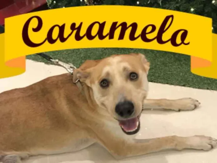 Cachorro ra a SRD idade 2 anos nome Caramelo Amor