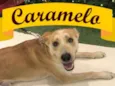 Caramelo Amor