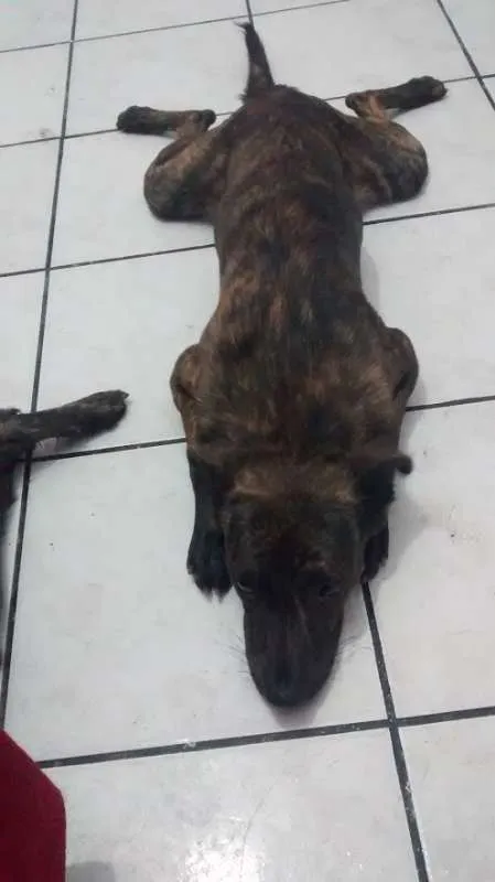 Cachorro ra a Vira lata idade 2 anos nome Luna