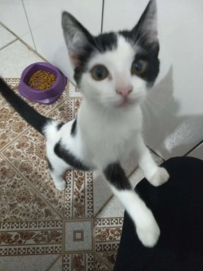 Gato ra a Vira lata idade 2 a 6 meses nome Romeu