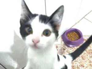 Gato raça Vira lata idade 2 a 6 meses nome Romeu