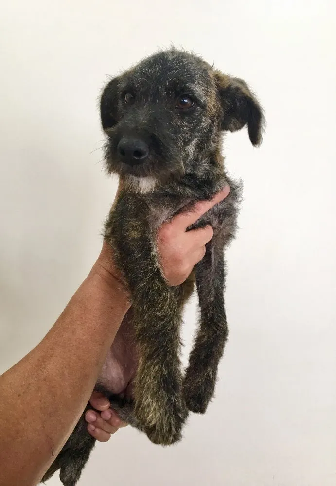 Cachorro ra a Sem Raça Definida  idade 2 a 6 meses nome Mimi