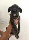 Mimi