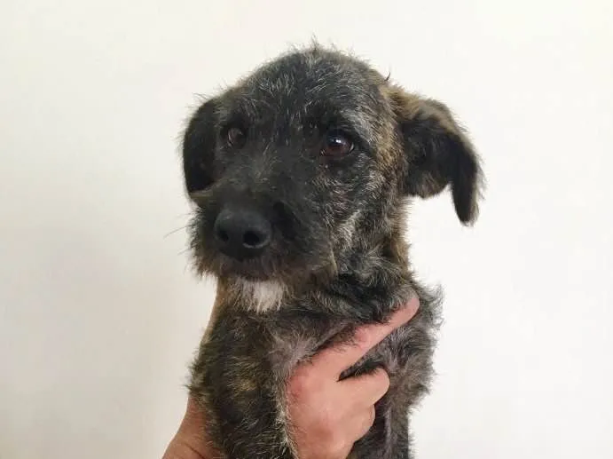 Cachorro ra a Sem Raça Definida  idade 2 a 6 meses nome Mimi