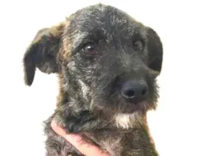 Cachorro raça Sem Raça Definida  idade 2 a 6 meses nome Mimi