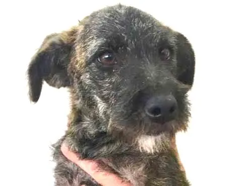 Cachorro ra a Sem Raça Definida  idade 2 a 6 meses nome Mimi