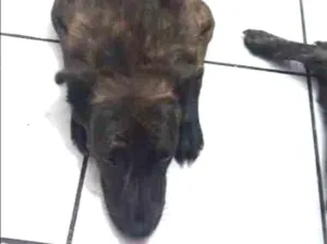 Cachorro raça Vira lata idade 2 anos nome Luna