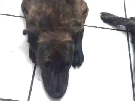 Cachorro ra a Vira lata idade 2 anos nome Luna