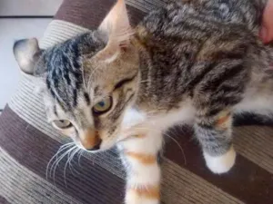 Gato raça Sem raça  idade 2 a 6 meses nome Dilminha e feijoada 