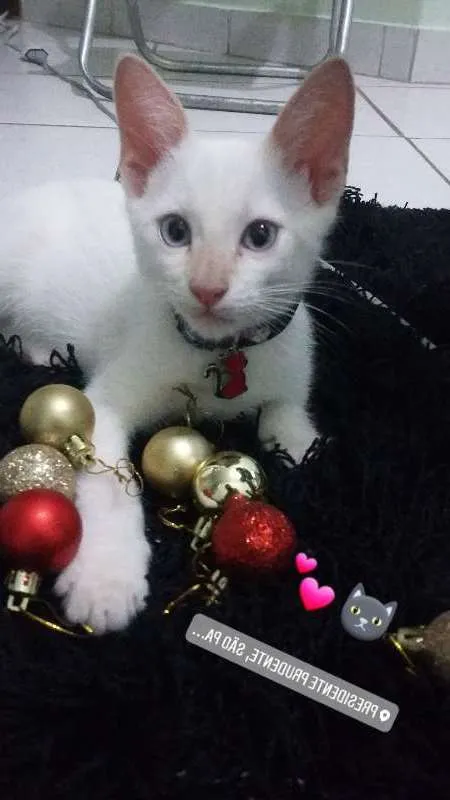 Gato ra a Indefinida idade 2 a 6 meses nome Tyrion