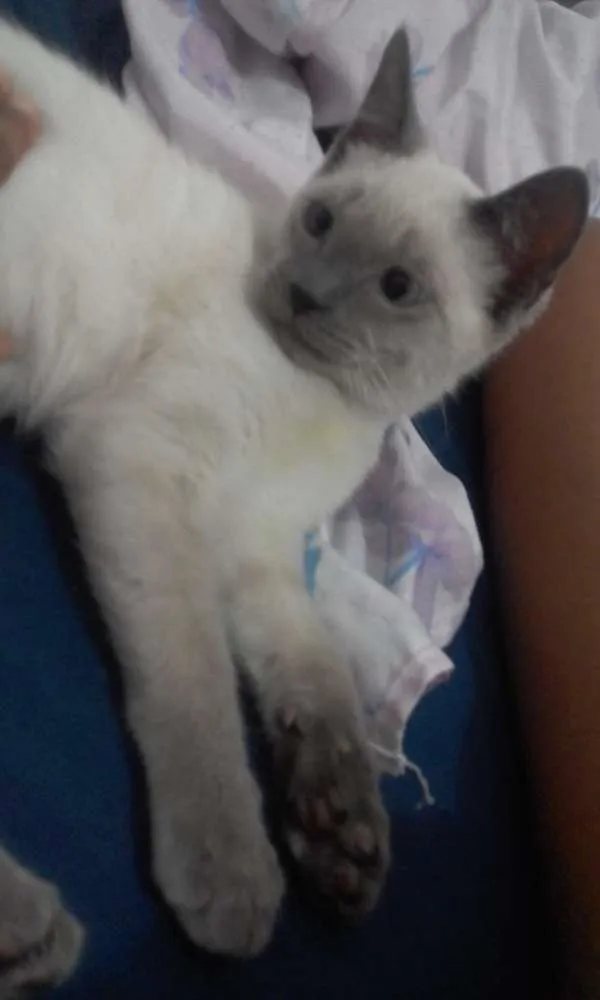 Gato ra a Siamês idade 7 a 11 meses nome Bartolomeu