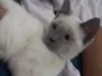 Bartolomeu