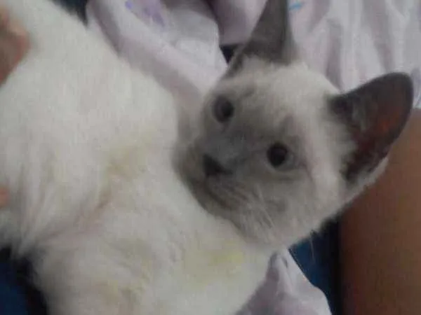 Gato ra a Siamês idade 7 a 11 meses nome Bartolomeu