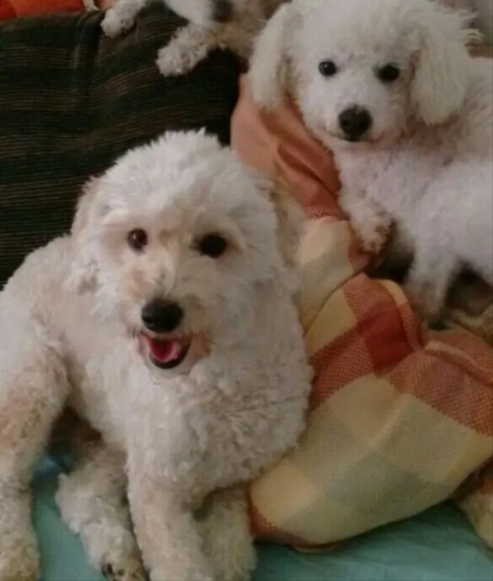 Cachorro ra a Poodles idade 5 anos nome Chico e Vitório 