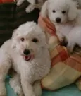 Chico e Vitório