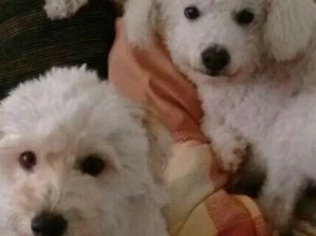 Cachorro ra a Poodles idade 5 anos nome Chico e Vitório 