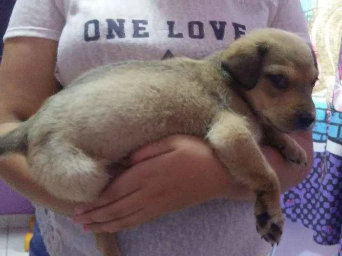 Cachorro ra a SRD idade 2 a 6 meses nome Lilica