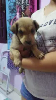 Lilica